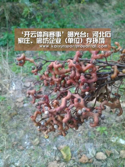 ‘开云体育赛事’曝光台:河北石家庄、廊坊企业(单位)存环境问题(图3) 开云比分